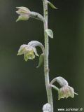 Epipactis microphylla